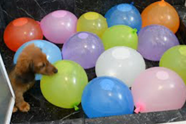 Dogs playing with balloons