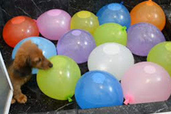 Dogs playing with balloons