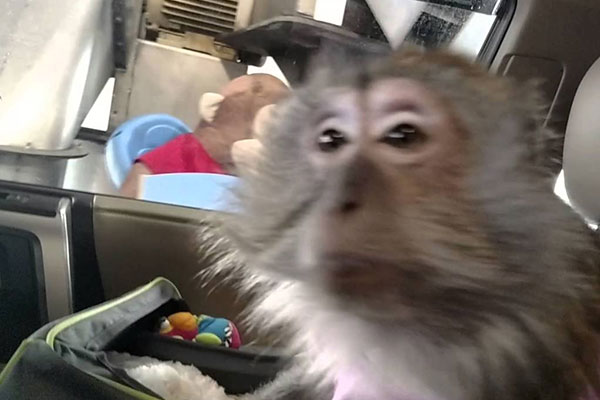 Naughty monkey